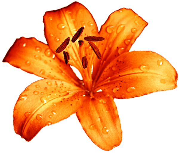 Transparent Lilium Bulbiferum Tiger Lily Lilium Candidum Plant Flower for Easter