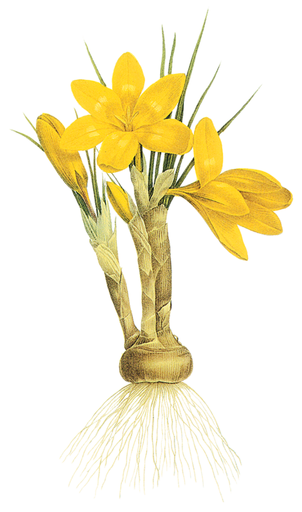 Transparent Narcissus Floral Design Narcissus Tazetta Plant Flower for Easter