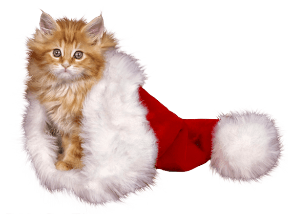 Transparent Kitten Christmas Whiskers Cat for Christmas