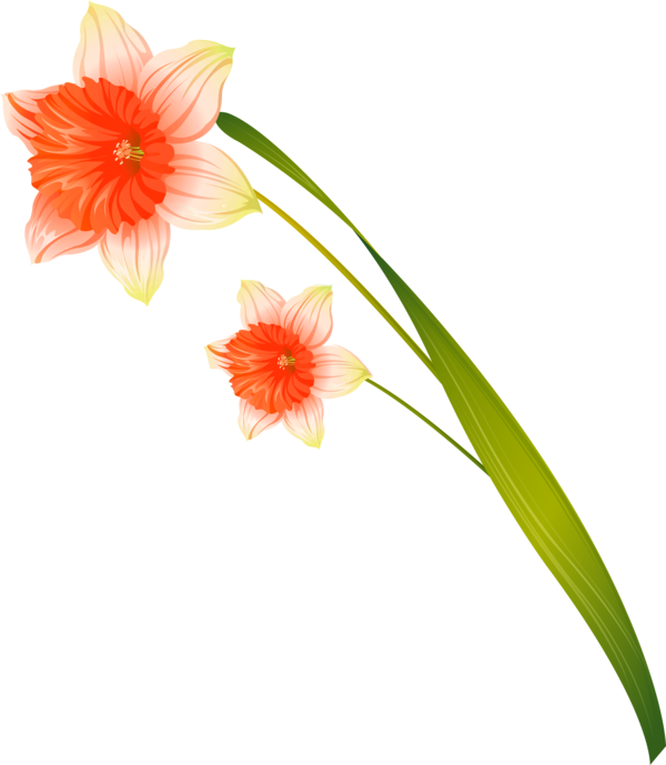 Transparent Flower Daffodil Cut Flowers Plant for Easter