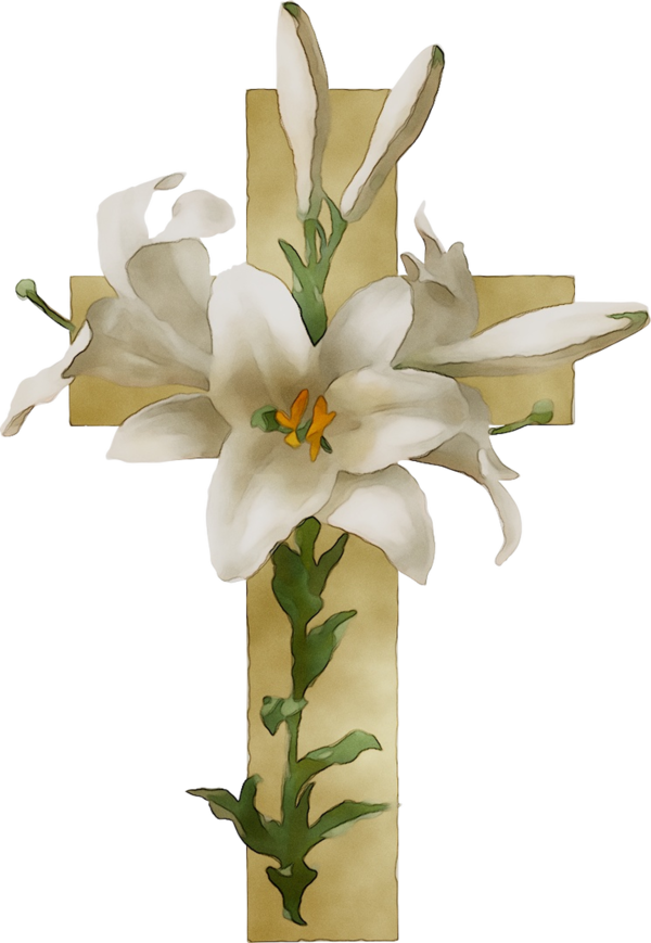Transparent Floral Design Easter Lily Flower Lily for Easter
