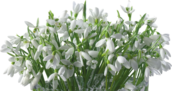 Transparent Snowdrop Raster Graphics Flower Galanthus for Easter