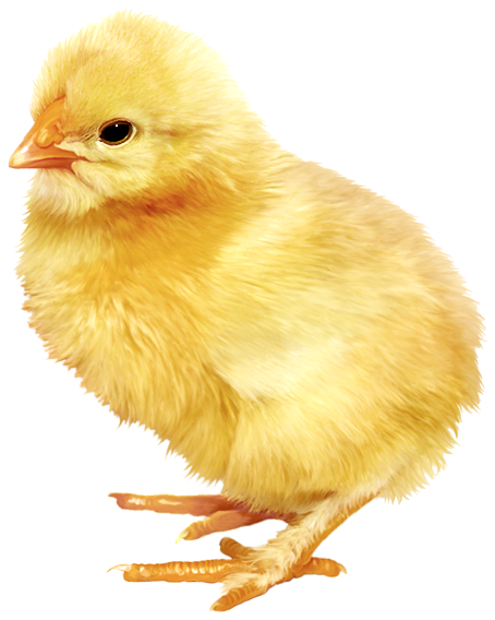Transparent Chicken Kifaranga Hen Poultry Livestock for Easter