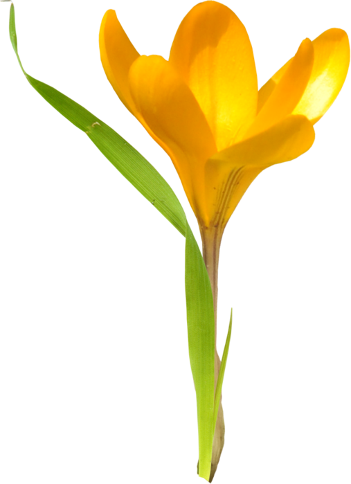 Transparent Tulip Flower Cut Flowers Yellow for Easter