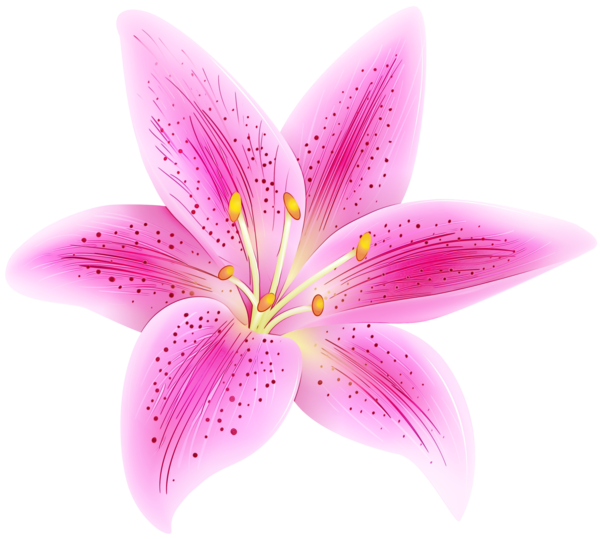 Transparent Flower Lily Stargazer Arumlily Lily Pink for Easter