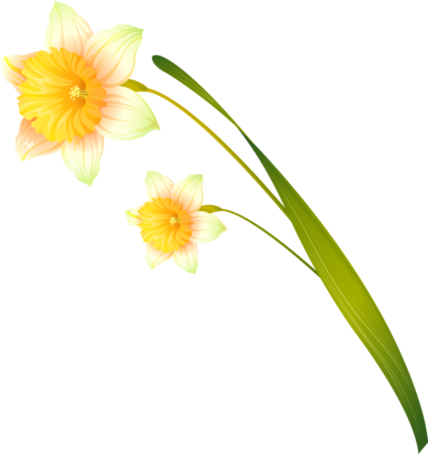 Transparent Daffodil Cut Flowers Russia Flower Yellow for Easter