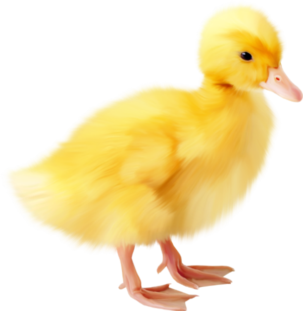 Transparent Easter Duck Animation Poultry Water Bird for Easter