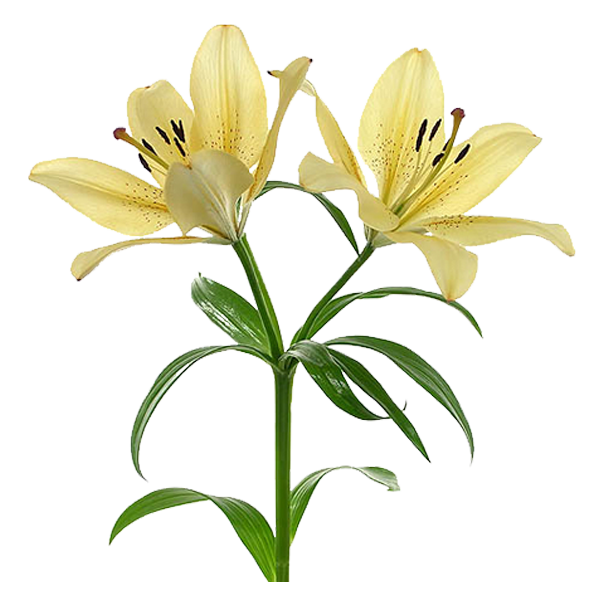 Transparent Flower Arumlily Drawing Plant for Easter