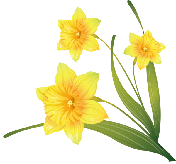 Transparent Daffodil Drawing Painting Plant Flower for Easter