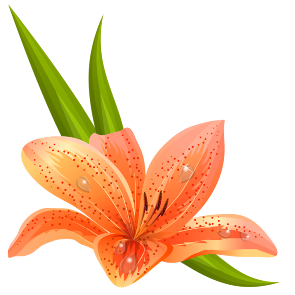 Transparent Orange Lily Madonna Lily Pink Flowers Flower Orange for Easter