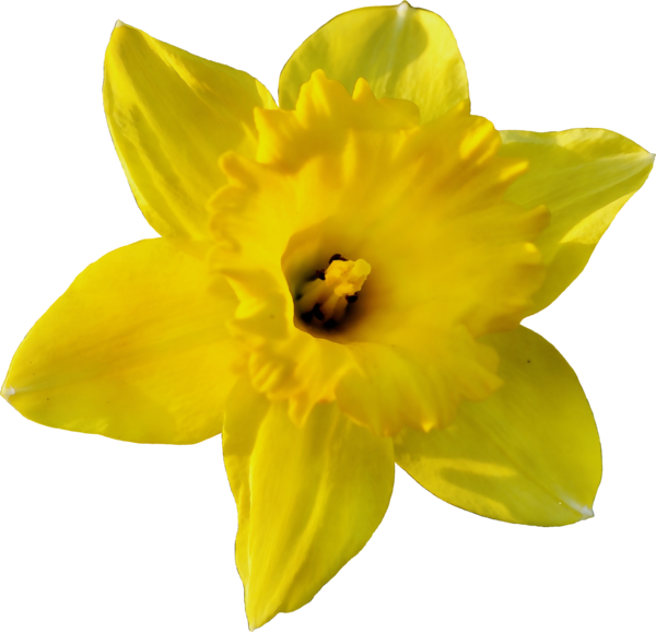 Transparent Daffodil Plants Drawing Yellow Flower for Easter