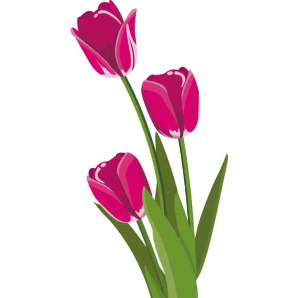 Transparent Tulip Flower Flower Bouquet Plant for Easter