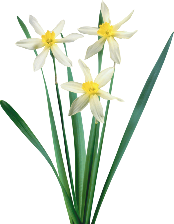 Transparent Narcissus Flower Narcissus Tazetta Plant for Easter