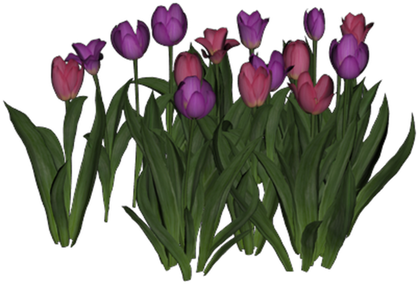 Transparent Tulip Cut Flowers Flower Plant for Easter
