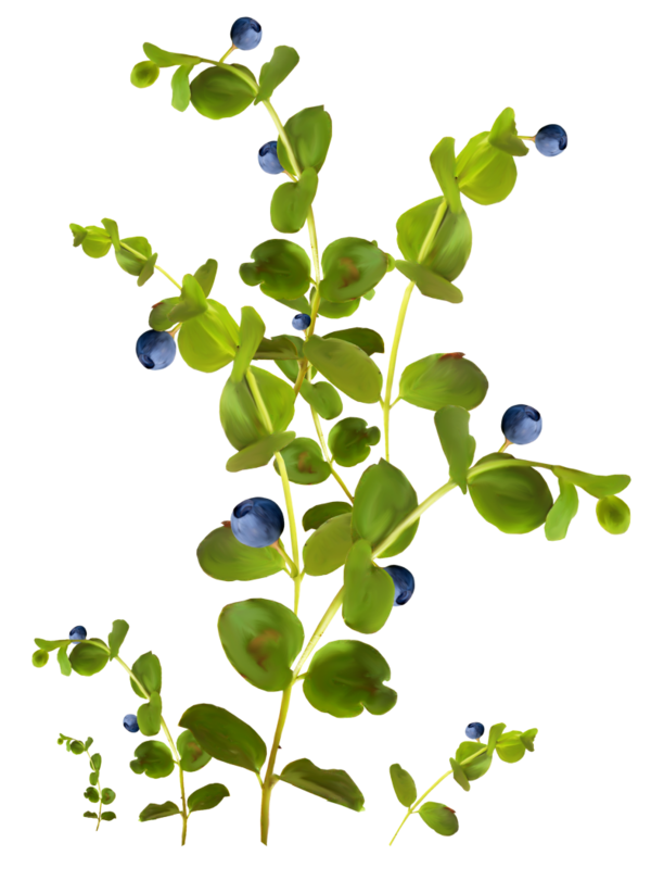 Transparent Color Tattoo Blue Plant Flora for Easter