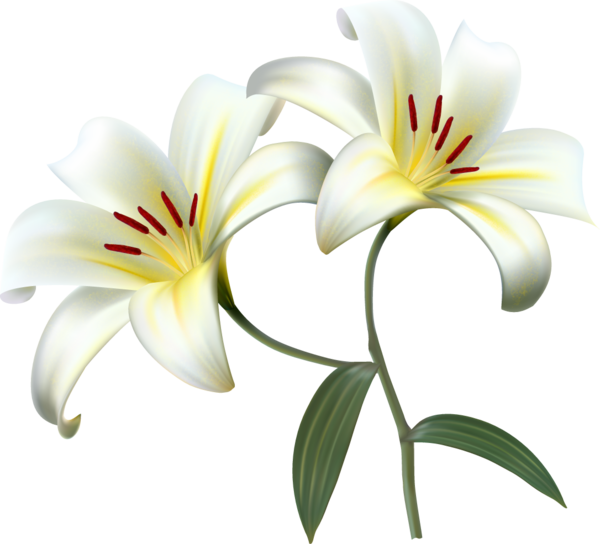 Transparent Lilium Candidum Easter Lily Flower Plant for Easter