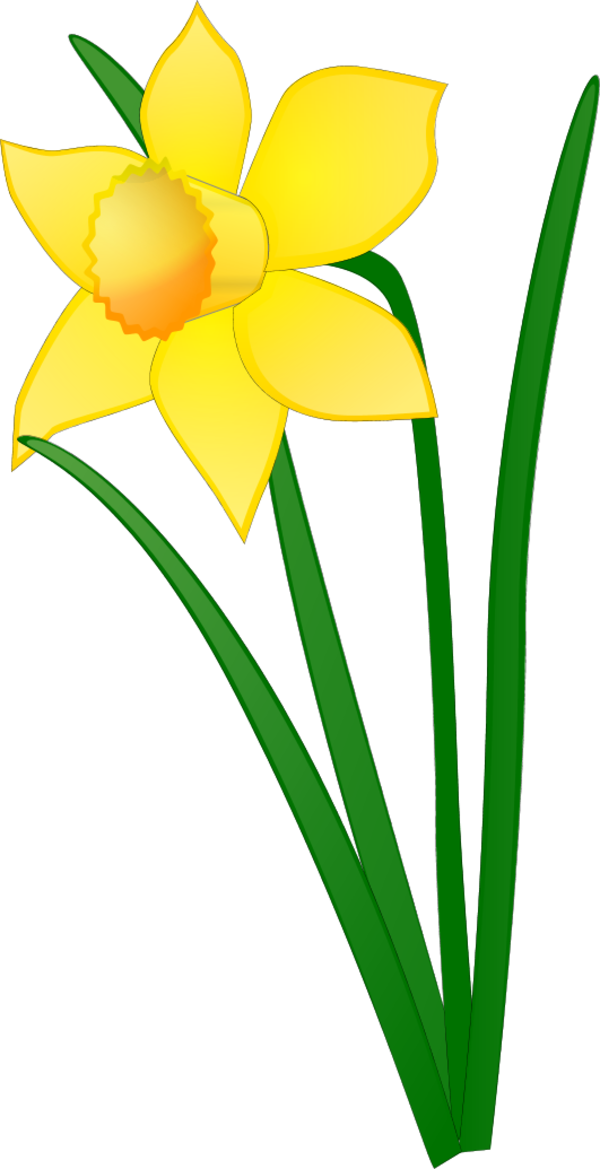 Transparent Daffodil Drawing Flower Plant Flora for Easter