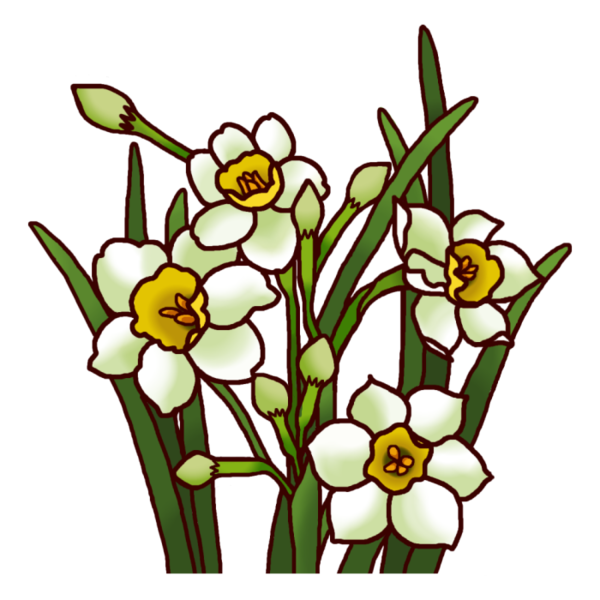 Transparent Daffodil White National Primary School Flower Plant for Easter
