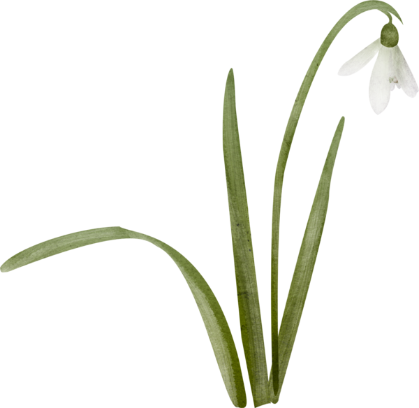 Transparent Snowdrop Lily Of The Valley Landishi Plant Flower for Easter