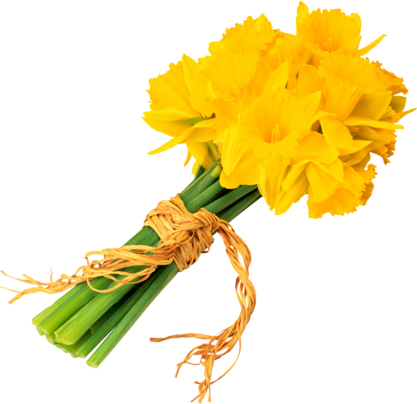 Transparent Flower Daffodil Flower Bouquet Plant for Easter