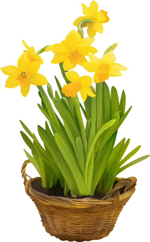Transparent Daffodil Flowerpot Cut Flowers Flower Plant for Easter