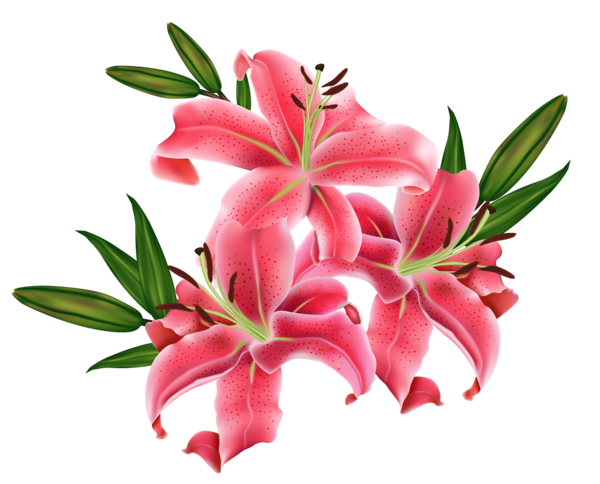 Transparent Lilium Bulbiferum Easter Lily Lilium Candidum Petal Plant for Easter