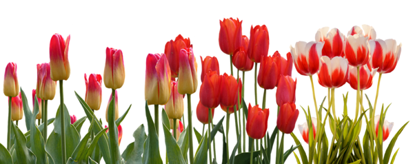Transparent Flower Tulip Spring Plant for Easter