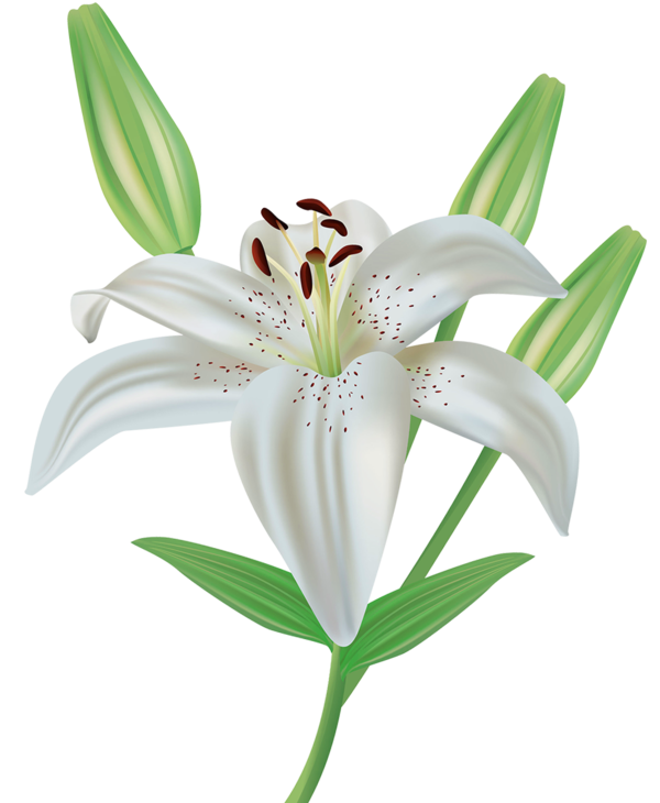 Transparent Easter Lily Flower Lilium Candidum Plant for Easter