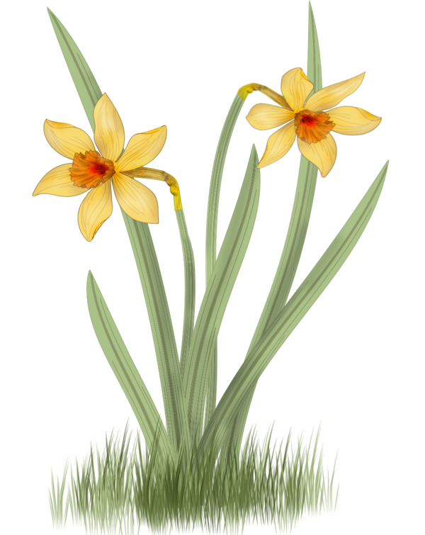 Transparent Daffodil Narcissus Flower Plant for Easter