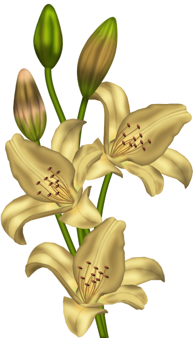 Transparent Lilium Stargazer Flower Yellow Plant Flora for Easter