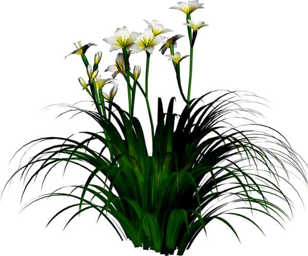 Transparent Narcissus Tazetta Flower Lilium Plant Flora for Easter