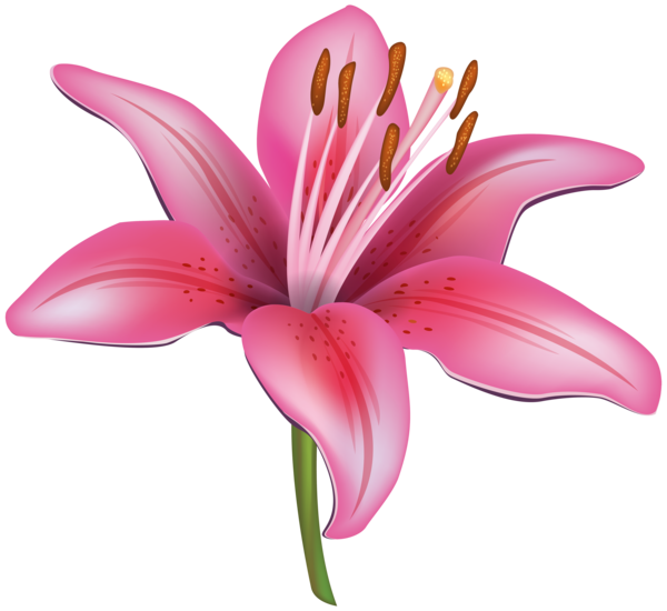 Transparent Lilium Candidum Tiger Lily Lilium Bulbiferum Pink Plant for Easter