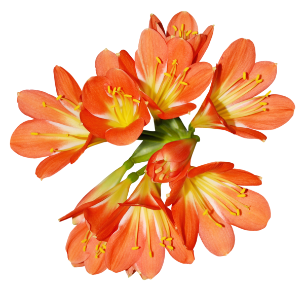 Transparent Orange Lily Of The Incas Flower Plant for Easter