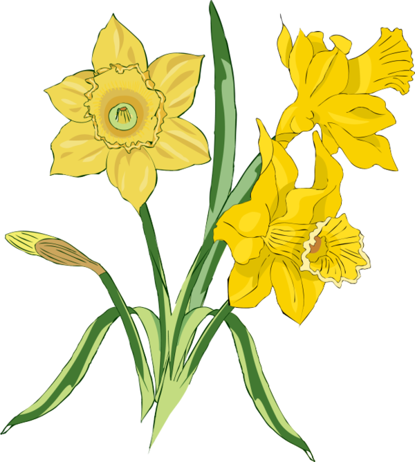 Transparent Daffodil Flower Drawing Plant Flora for Easter