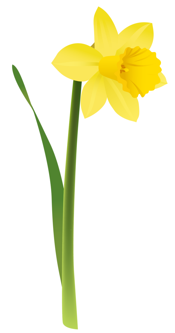 Transparent Daffodil Flower Cut Flowers Plant Flora for Easter