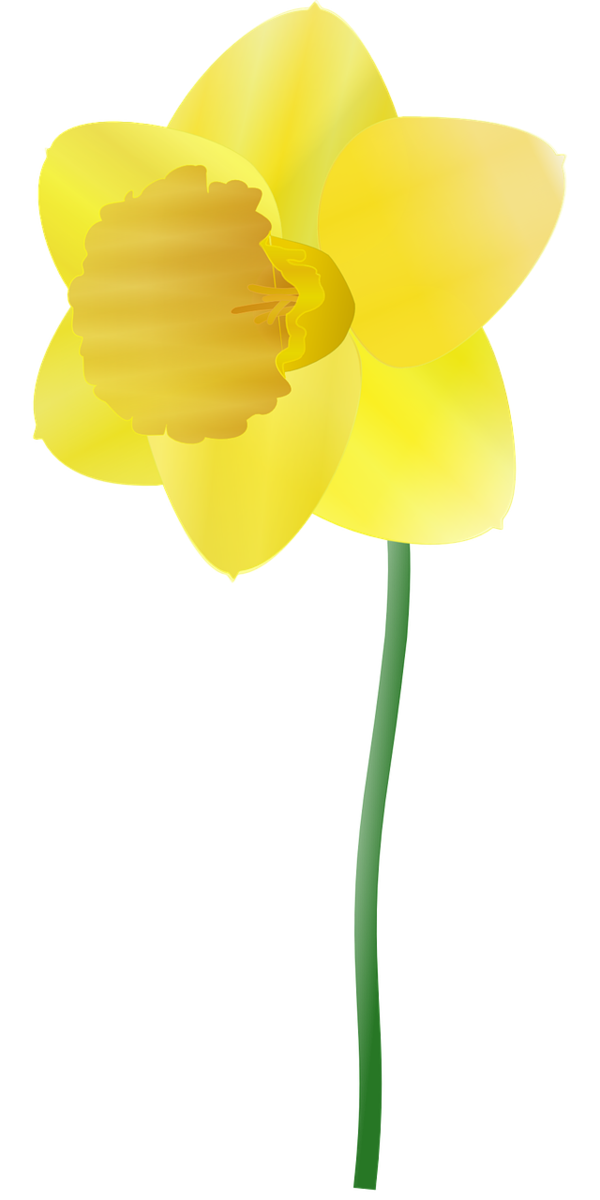 Transparent Daffodil Drawing Flower Yellow for Easter