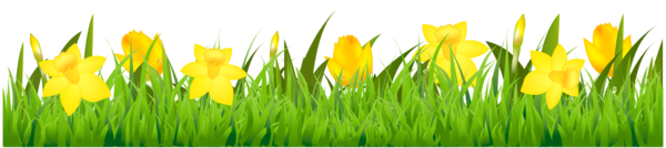 Transparent Daffodil Flower Tulip Grass Family for Easter