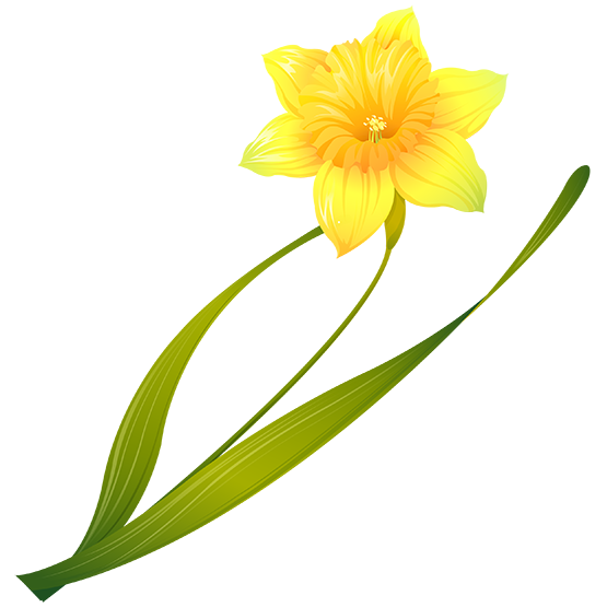 Transparent Daffodil Painting Flower Yellow for Easter