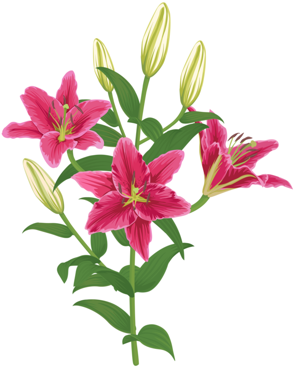Transparent Flower Madonna Lily Lilies Plant for Easter