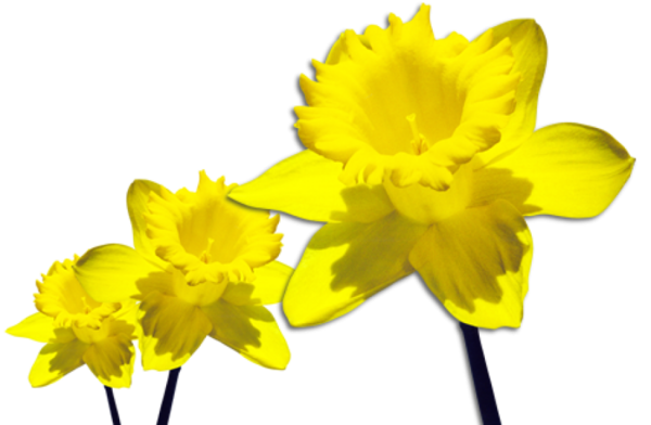 Transparent Daffodil Sticker Flower Yellow for Easter