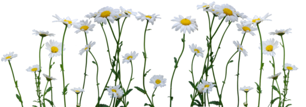 Transparent Drawing Common Daisy Photographic Filter Flower Plant for Easter