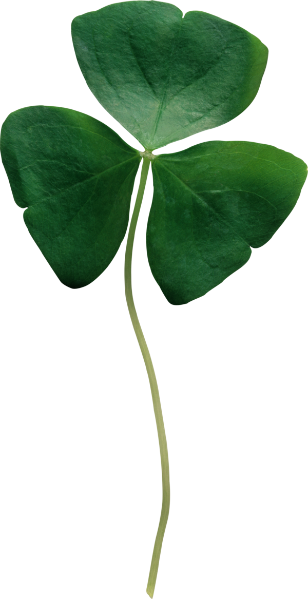 Transparent Republic Of Ireland Shamrock Clover Plant Flower for St Patricks Day
