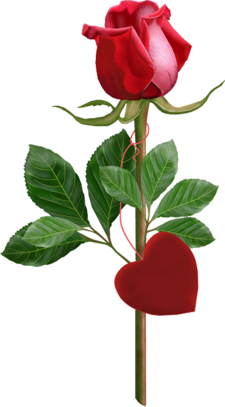 Transparent Rose Morning Animation Heart Garden Roses for Valentines Day