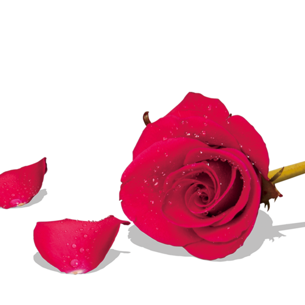 Transparent Beach Rose Garden Roses Petal Pink Flower for Valentines Day