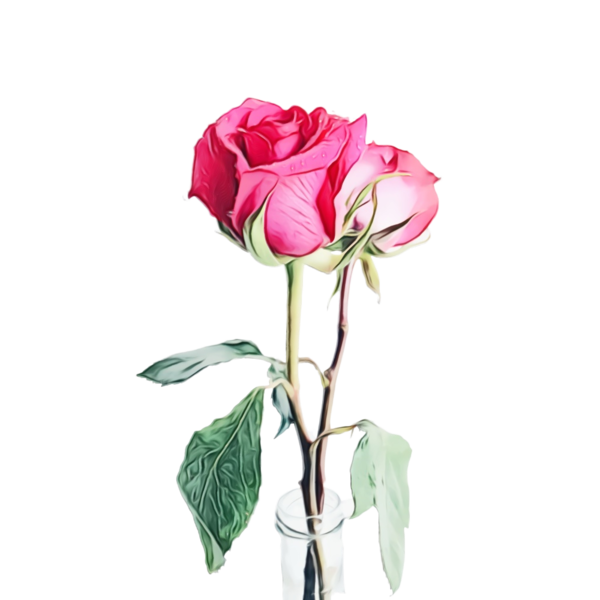 Transparent Rose Gift Valentines Day Flower Cut Flowers for Valentines Day
