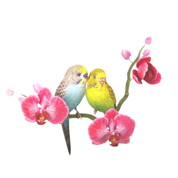 Transparent Bird Lovebird Cockatoo Flower Blossom for Valentines Day