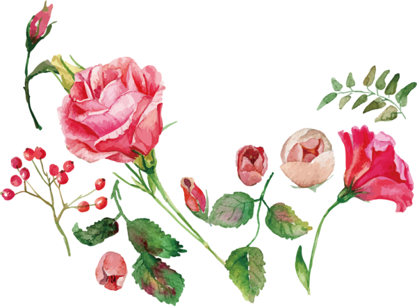 Transparent Watercolor Painting Flower Rose Garden Roses Petal for Valentines Day