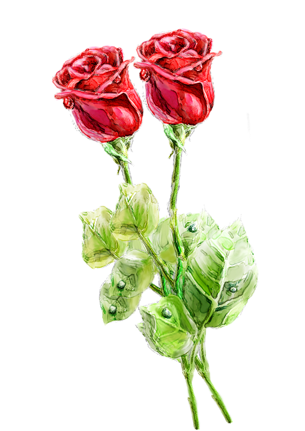 Transparent Beach Rose Watercolor Painting Garden Roses Petal Plant for Valentines Day