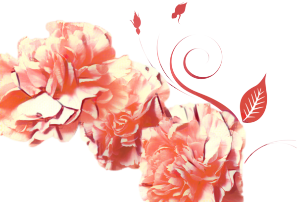 Transparent Garden Roses Rose Carnation Pink Red for Mothers Day