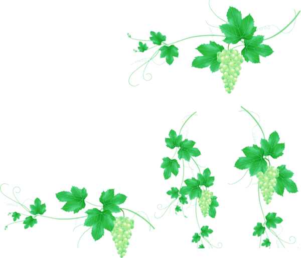 Transparent Grape Auglis Uva E Verde Plant Flora for St Patricks Day